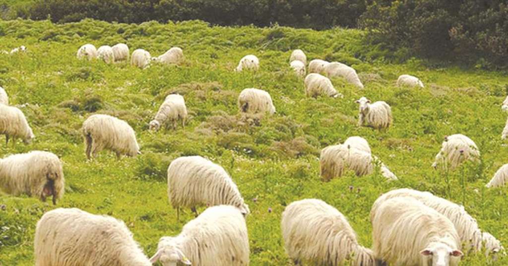 Παρατείνονται τα προληπτικά μέτρα για την ευλογιά των αιγοπροβάτων στην Κρήτη – Από την Παρασκευή 17 έως και την Δευτέρα 27 Οκτωβρίου 2025